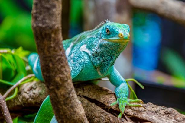 istock Selective focus shot of a vivid blue iguana on a tree branch 1496210061