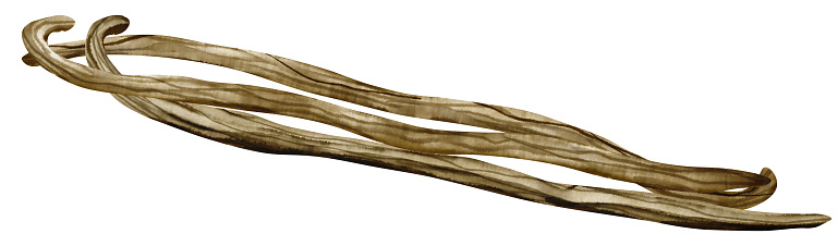 Vanilla Sticks. Watercolor hand drawn illustration of Floral pods on white isolated background. Drawing of herbal spice for aroma oil or cooking. Sketch of food ingredient for cosmetic and medical.