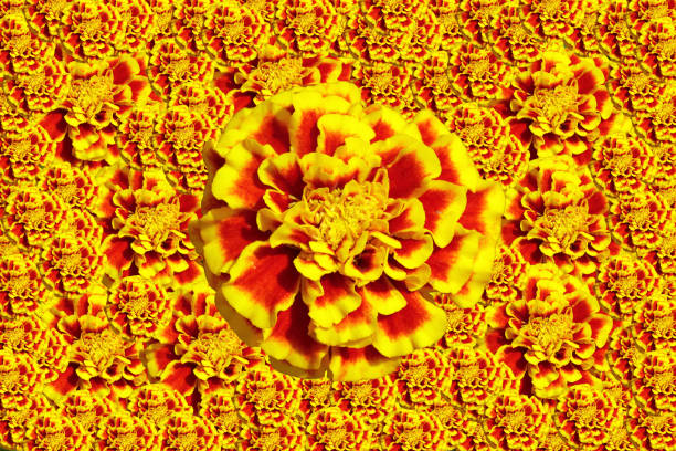 Edited image of a single French marigold flower
