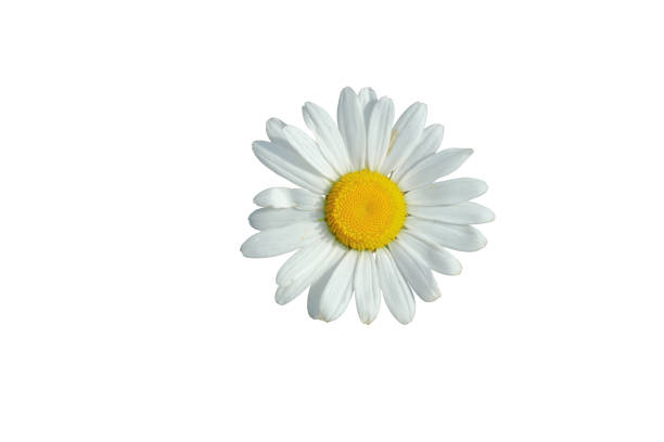 istock One Shasta daisy with background removed 1496213138