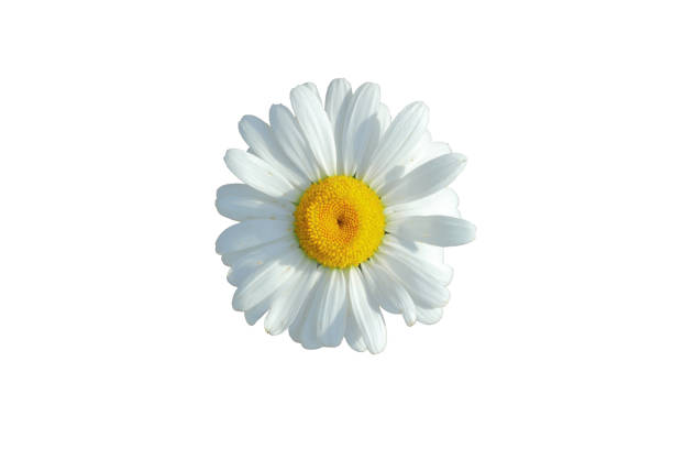istock One Shasta daisy with background removed 1496213139