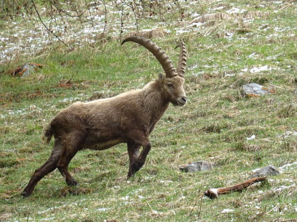 위쪽으로 도망치는 아이벡스 - wild goat 뉴스 사진 이미지