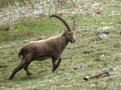 An ibex running away upwards