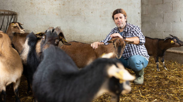 istock Middle aged grown man kneeling to feed goats 1496215686
