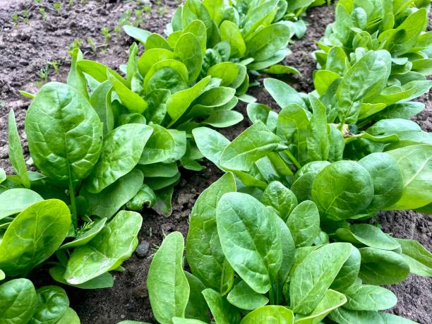 istock green fresh spinach leaves in the garden 1496216527