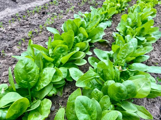 istock green fresh spinach leaves in the garden 1496216557