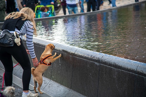 London, United Kingdom - October 15, 2022: Dog reaching for water in Battersea