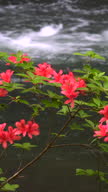 istock Azaleas blooming in Oirase Gorge in spring 1496217778