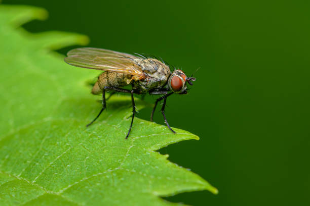 istock Tiger Fly on green leaf with green background 1496219183
