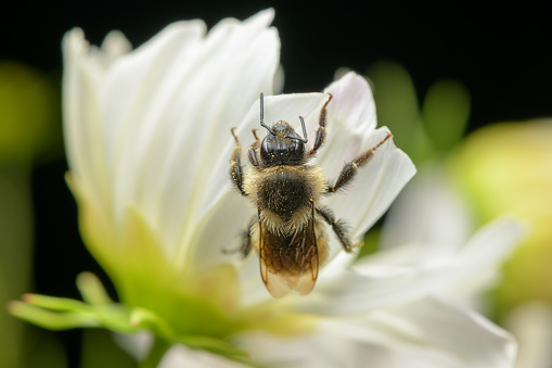 Tri-color Bumble Bee with pollen on white flower