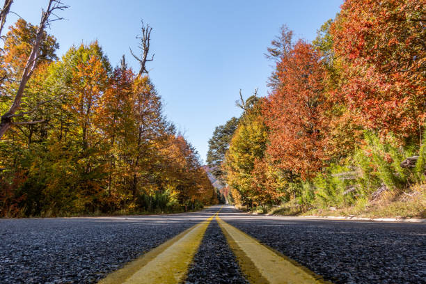 Road crossing autumn forests at Villarrica national park in La Araucania region, southern Chile