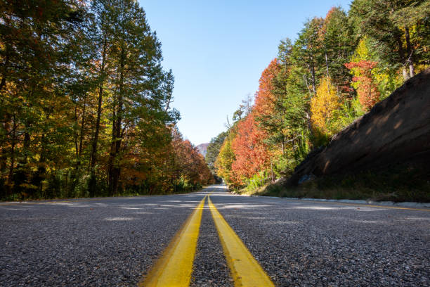 istock Road crossing autumn forests 1496219592