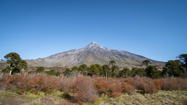 istock Volcano behind araucaria forests 1496219599