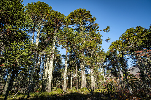 Araucaria forest at Villarrica national park in La Araucania region, southern Chile