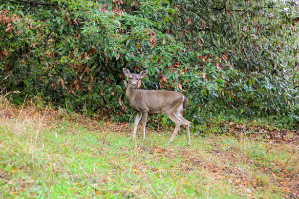 istock View of a deer on the trail in Point Reyes, CA 1496220801