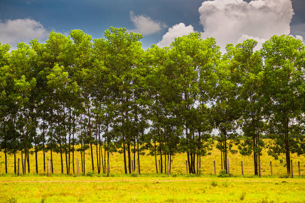 vegetation of the high mountains of the colombian andes