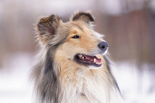 The portrait of a cute sable and white rough Collie dog with a chain collar posing outdoors in winter