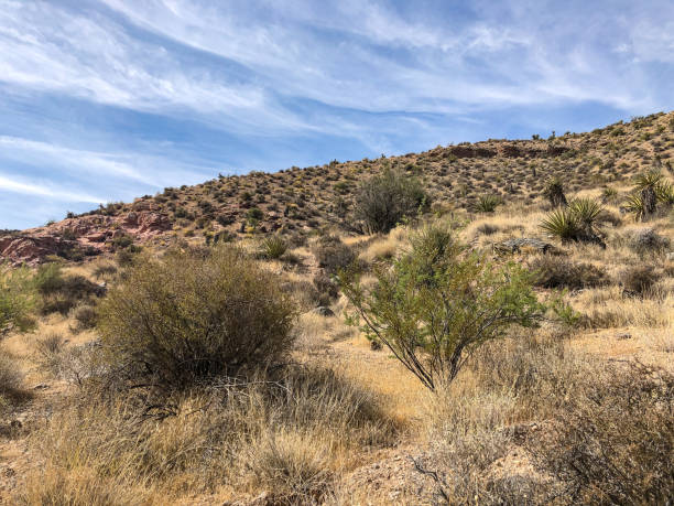 istock Red Rock Canyon in Las Vegas 1496222253