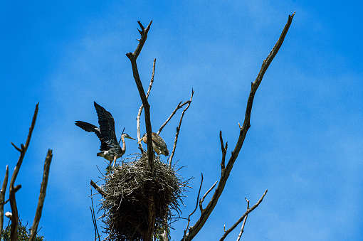 Great Blue Heron perched on tree top nest.

Taken in Elkhorn Slough, California, USA