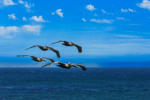 Brown pelicans (Pelecanus occidentalis) in formation flight over the Pacific Ocean.

Taken in Davenport, California, USA.