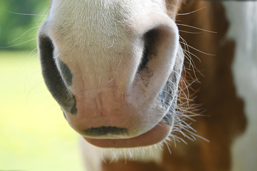 Closeup of pinto's nostrils, mouth, and whiskers.