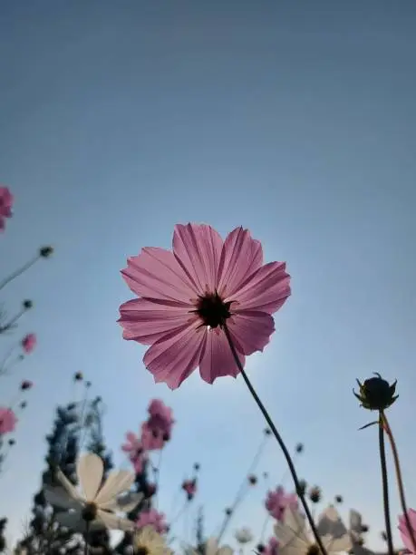 Photo of Cosmos bipinnatus or the garden cosmos or Mexican aster.