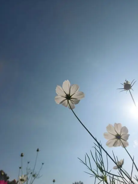 Photo of Cosmos bipinnatus or the garden cosmos or Mexican aster.