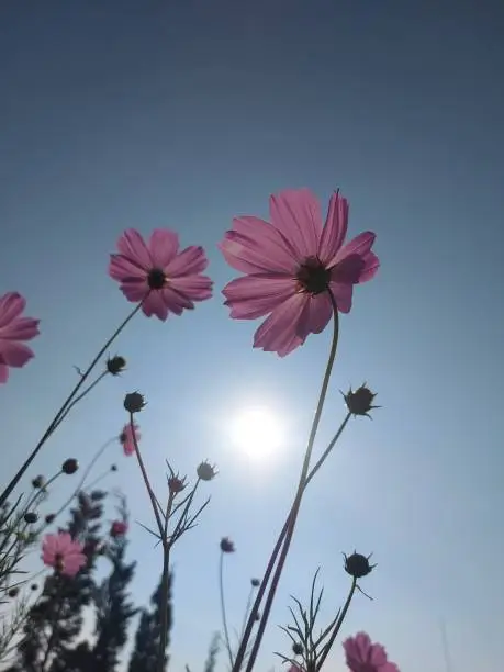 Photo of Cosmos bipinnatus or the garden cosmos or Mexican aster.