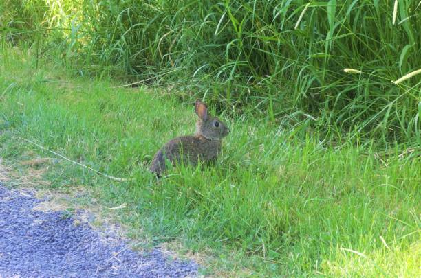 istock Close up of a cottontail rabbit in meadow 1496228795