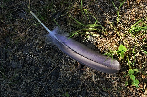 Single feather lying on the ground. Taken at the Tualatin River National Wildlife Refuge, a public park and wetland area southwest of Portland, Oregon.