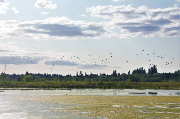 Flock of small birds flying over a swamp, under a cloudy sky with trees in the distance. Taken at the Tualatin River National Wildlife Refuge, a public park and wetland area southwest of Portland, Oregon.