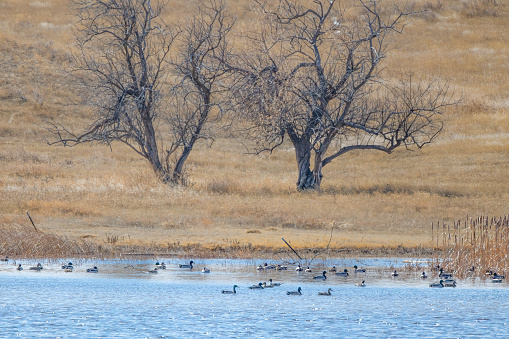 Montana prairie small lake with various flocks of ducks in western USA, North America