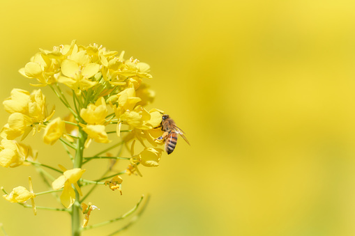 Bees collecting pollen from canola flower