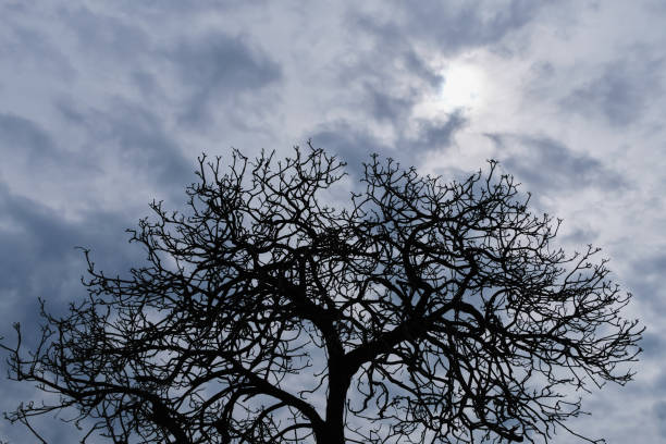 Halloween tree Silhouette black nature horror against dark cloud background