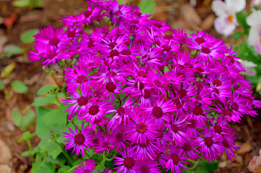Pericallis hybrida is a flowering plant in the family Asteraceae. It is a hybrid between Pericallis cruenta and Pericallis lanata and is a popular plant because of its gorgeous colors.