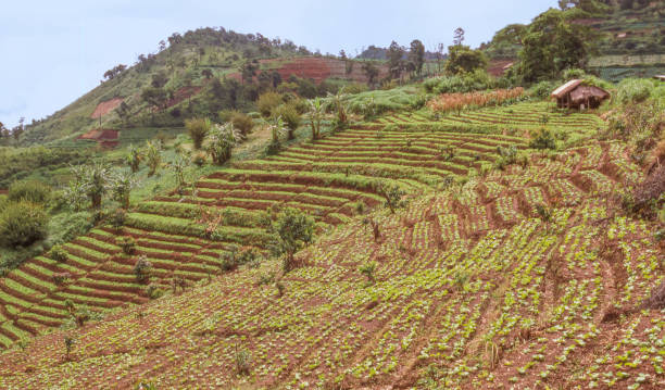 istock Hills Cultivated by Hmong People 1496253314
