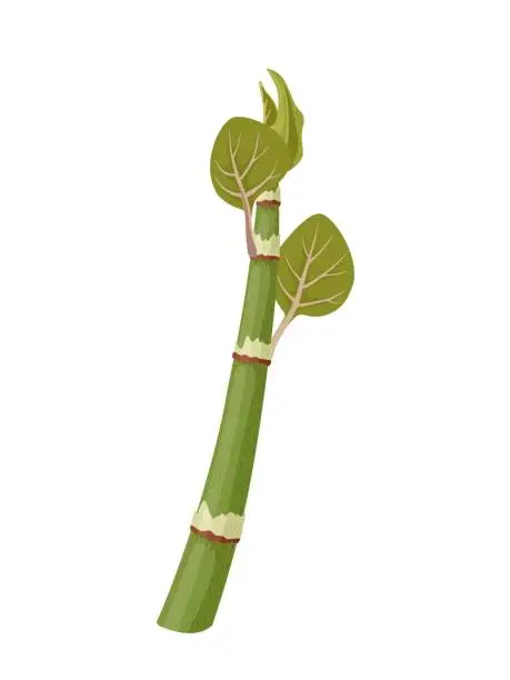 Vector illustration of Japanese knotweed