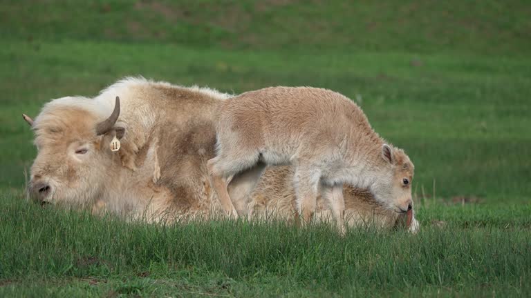 White bison and calf in grassy pasture in Wyoming