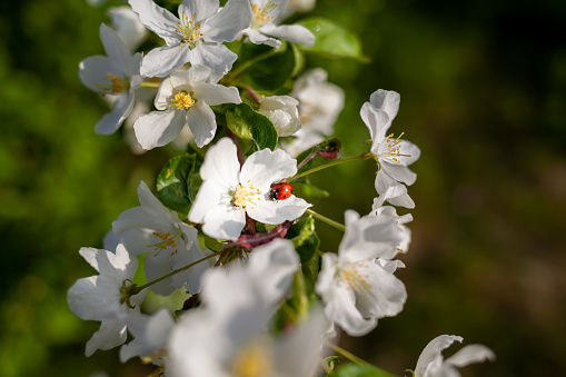 Blooming apple tree in the spring garden. Insect ladybug sits on an apple tree flower. Close-up of white flowers on a tree