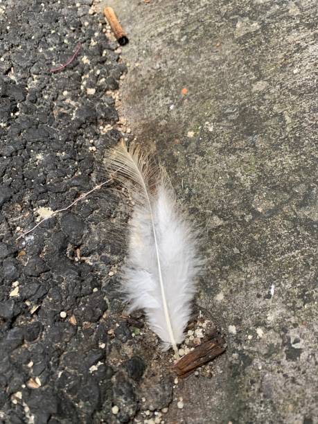 istock soft fowl feathers white to slightly brass 1496260376