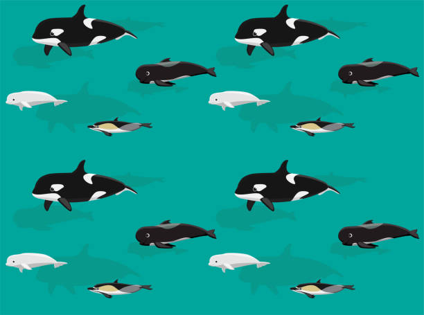 Killer Whale Pilot Dolphin Beluga Cute Cartoon Poses Seamless Wallpaper Background Animal Wallpaper EPS10 File Format beluga whale jumping stock illustrations