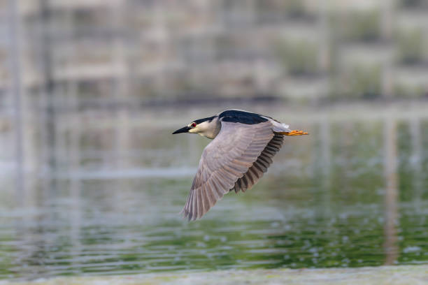 istock The black-crowned night heron (Nycticorax nycticorax) 1496261136