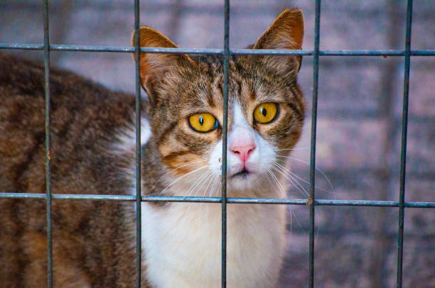 istock Pussy cat in the street 1496262912