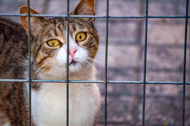 istock Pussy cat in the street 1496262964