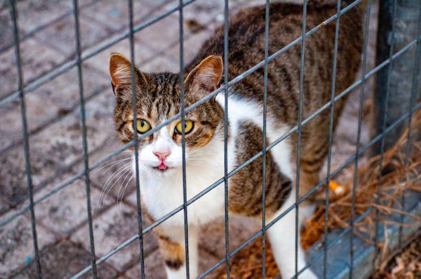 istock Pussy cat in the street 1496263043
