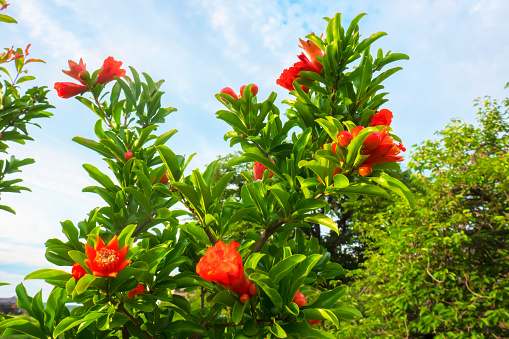 Pomegranate flower, Punica granatum.