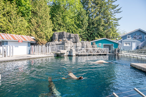 Vancouver, British Columbia - May 26, 2023: Inside the popular Vancouver Aquarium attraction.