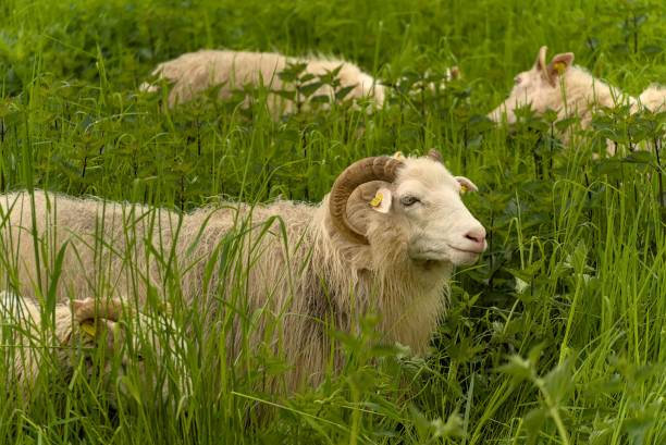 istock White sheep grazing in a lush green meadow 1496265296