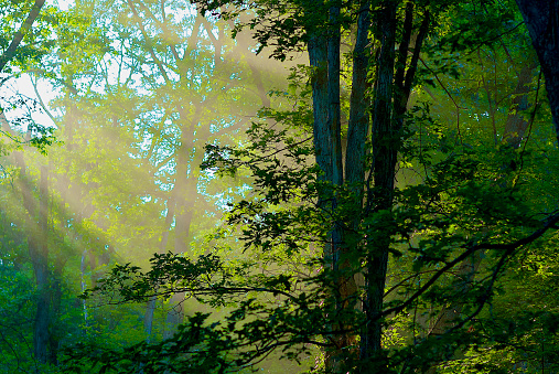 Sunlight pierces through the trees of a forest in the wilderness.