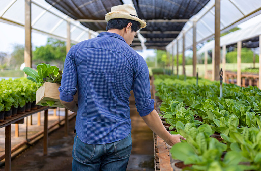 Asian local farmer growing their salad lettuce in the greenhouse using organics soil approach for family own business and picking some for sale